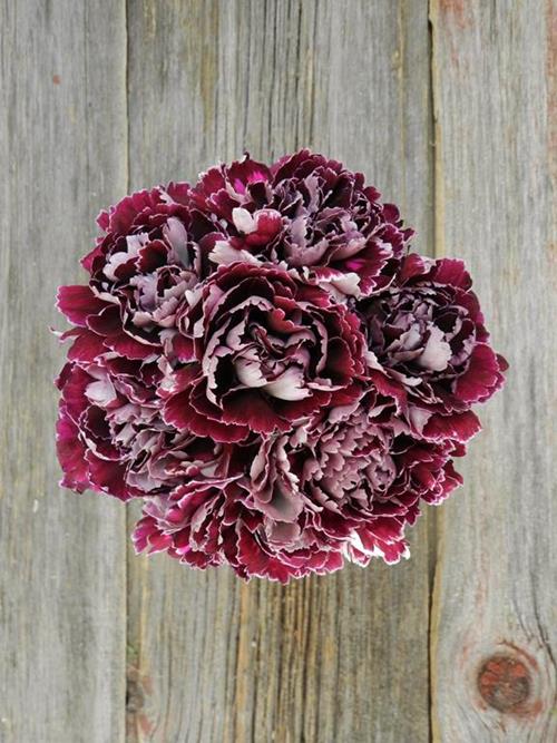 MINERVA BI-COLOR PURPLE/WHITE CARNATION